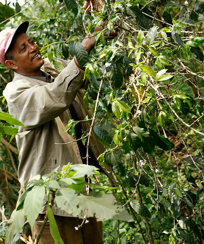 KOFI D., 5TH GENERATION FARMER KAFA FOREST COFFEE CO-OP FARMERS UNION